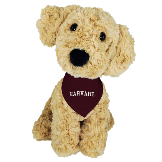 4698-Harvard Golden Retriever with Bandana_media.jpg