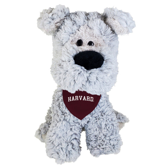 4699-Harvard Schnauzer Puppy with Bandana_media.jpg
