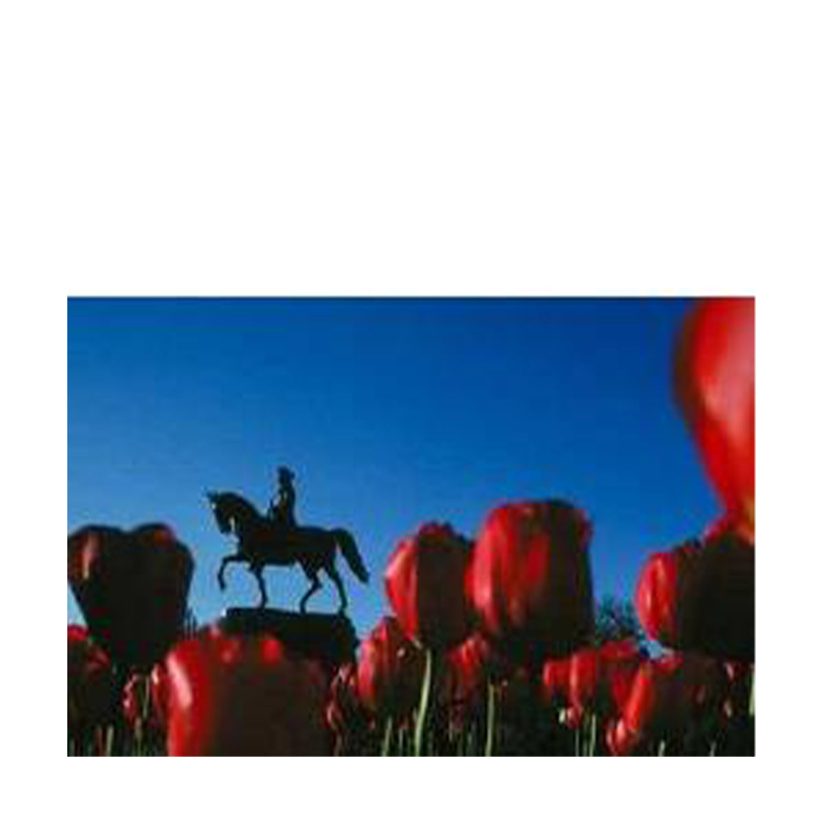 6002-Boston Garden_media.jpg